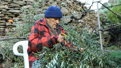 Những người trên 100 tuổi đều cho hay họ chủ yếu ăn những thứ tìm được trong tự nhiên, từ ốc, nấm đến rau dại cũng như thực phẩm trồng trong vườn. Trên ảnh là Stamatis - một cư dân già trên đảo. Vào đúng ngày đầu tiên của năm mới 2015, ông bước sang tuổi 98. Ảnh: Island-ikaria.