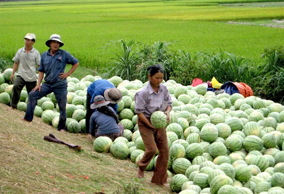 Hop tac xa doi doi nong dan