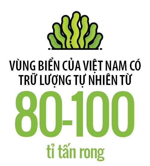 Rong Viet vs rong Nhat