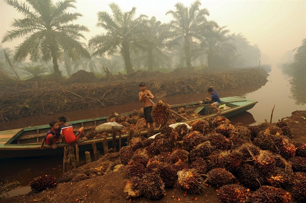 EU va Indonesia dang trong cuoc chien 39 ty USD