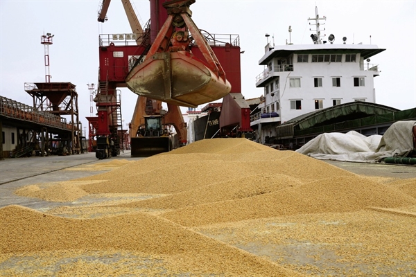 Trung Quốc đã hủy đơn hàng đậu nành từ Mỹ, thay vào đó là mua một loại nông sản khác. Ảnh: Reuters