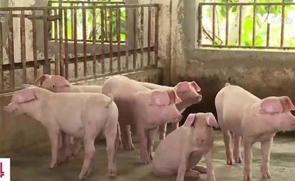 dịch tả lợn châu Phi năm nay lây lan khiến Việt Nam phải tiêu hủy gần 5 triệu con lợn. Nguồn ảnh: VTC