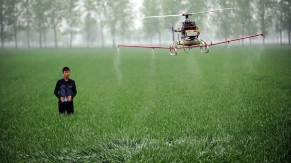 Một người đàn ông điều khiển một máy bay không người lái để phun thuốc trừ sâu trong một trang trại ở Bo Châu, trung tâm tỉnh China An Huy.