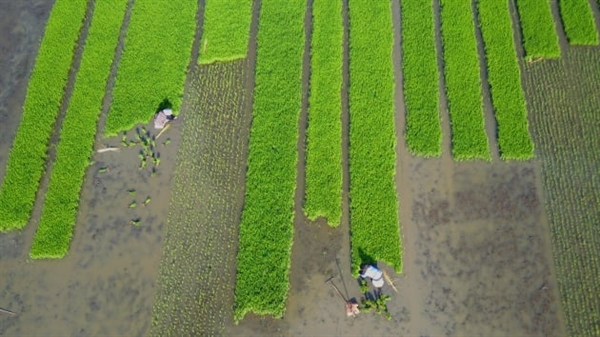 Dân làng trồng lúa trên một cánh đồng ở Lianyungang, Trung Quốc, phía đông tỉnh Giang Tô vào ngày 4 tháng 6 năm 2017