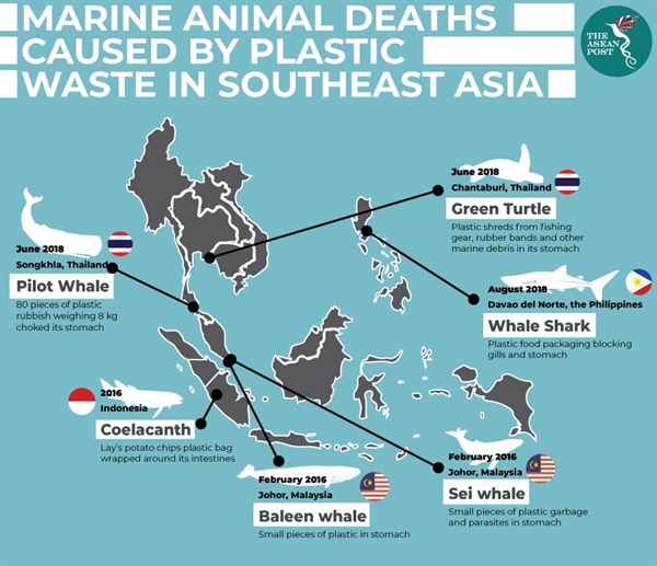  chết động vật biển do chất thải nhựa ở Đông Nam Á