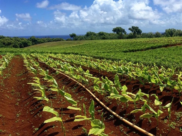 Trên hòn đảo này, ông chủ Facebook cho xây dựng một trang trại hữu cơ với đa dạng các loại cây trồng như gừng, nghệ, hay đu đủ, và chăn nuôi dê, rùa. Ảnh: Business Insider. 