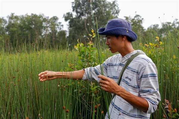 Tran Minh Tien, owner of 3T shop, collects grass to make straws at a field in Long An province. Photo: Reuters