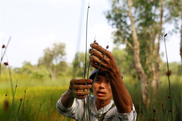 Tran Minh Tien, owner of 3T shop, collects grass to make straws at a field in Long An province. Photo: Reuters