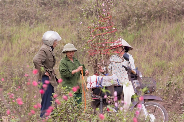 A Vietnamese farmer sells cherry blossom during Tet season in Vietnam. Photo: Pixabay / Kieu Truong  