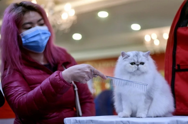 A participant wearing a protective facemask combs her cat Winter Sonata, a Persian breed during Vietnam's first national cat show in Hanoi. -AFP