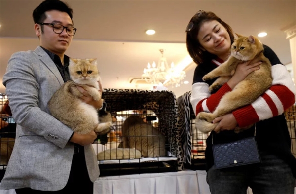 Duy Anh and Quyn Mai hold their cats during the Vietnam's first cat show in Hanoi, Vietnam. -Reuters