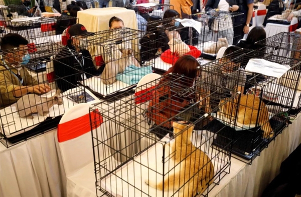 Cats are seen on cages during the Vietnam's first cat show in Hanoi, Vietnam. -Reuters