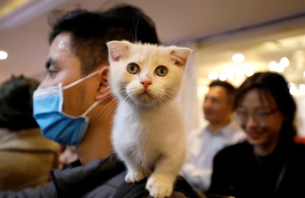 A cat is seen on the shoulder of her owner during the Vietnam's first cat show in Hanoi, Vietnam. -Reuters