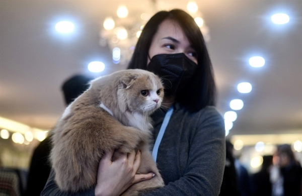 A participant wearing a protective facemask carries her cat Mochi, a highland fold breed during Vietnam's first national cat show in Hanoi. -AFP