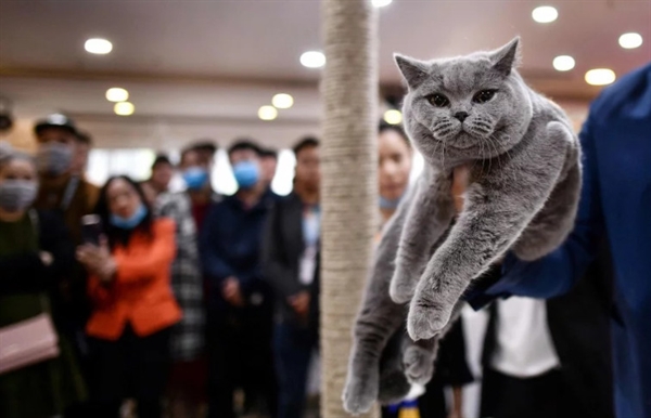 A judge holds Diamond, a blue British shorthair cat during Vietnam's first national cat show in Hanoi on amid concerns of the Covid-19 coronavirus outbreak. -AFP