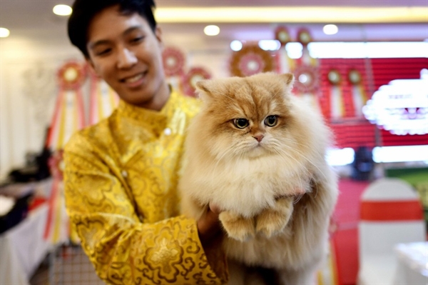 A participant poses with his cat Burny, a British longhair breed during Vietnam's first national cat show in Hanoi. -AFP