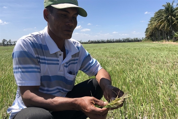 A farmer in Long Phu District in the Mekong Delta province of Soc Trang holds rice plants that have all died because of drought, January 22, 2020. Photo by VnExpress/Huy Phong.