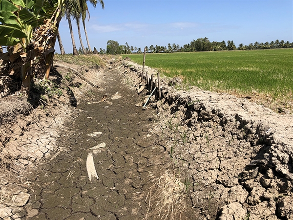 A drainage to provide water for a paddy field in Long Phu District of Soc Trang Province in the Mekong Delta runs dry on January 22, 2020. Photo by VnExpress/Huy Phong.