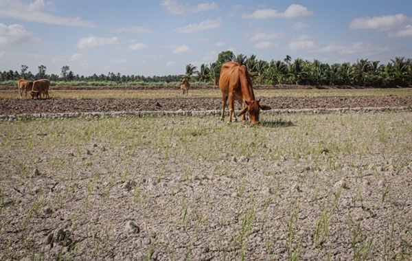 A parched paddy field in Long Duc Commune in Soc Trang Province’s Long Phu District, February 2020. Photo by VnExpress/Cuu Long.