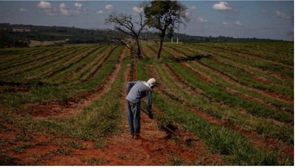 Một nông dân làm việc trên một đồn điền cà phê ở Tres Pontas, bang Minas Gerais, Brazil, vào ngày 28.5.2019. Nguồn ảnh: CNBC