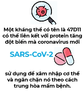 Phat hien ra khang the co the vo hieu hoa virus SARS-CoV-2