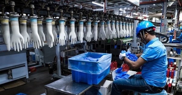 Một nhân viên xử lý găng tay cao su tại một nhà máy Găng tay hàng đầu ở Selangor, Malaysia. Ảnh: Bloomberg