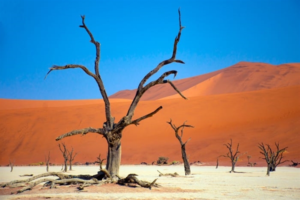 Deadvlei là một chảo đất sét trắng ở Namibia. Khi mặt trời chạm vào cồn cát, phần còn lại của những cây gai lạc đà trông giống như chúng đang ở trên một phông nền được sơn.