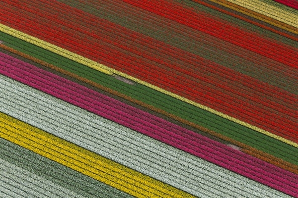Cánh đồng hoa của Keukenhof là do con người tạo ra, nhưng những đường hoa đầy màu sắc lại là sự kết hợp đầy hoàn hảo của những cánh đồng hoa. Mỗi mùa xuân, công viên Keukenhof ở Hà Lan  nở rộ với hàng triệu bông hoa tulip , cũng như lục bình, thủy tiên và các loài hoa khác.
