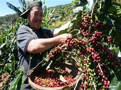 Lập hội sản xuất cà phê bền vững