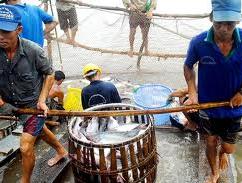 Sản lượng cá tra Vĩnh Long thâm canh quý I đạt gần 35 nghìn tấn