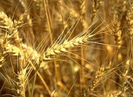 FAO: Năng suất gạo trên mỗi ha của Ấn Độ thấp hơn mức trung bình toàn cầu