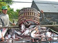 Giá cá tra tại An Giang tiếp tục giảm 2% trong tuần này