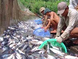Giá cá tra tiếp tục giảm mạnh