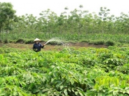 Thanh Hóa đẩy nhanh tiến độ trồng cao su năm 2012