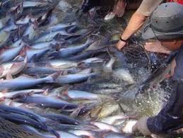 Nghị sĩ Mỹ tiếp tục phản đối luật thanh tra cá da trơn