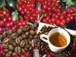 Giá cà phê robusta lên cao nhất 8 tháng do nguồn cung khan hiếm