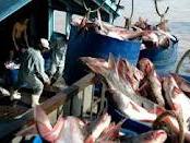 VDB sẽ hỗ trợ vốn cho doanh nghiệp xuất khẩu cá tra