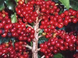 Giá cà phê robusta trong nước tăng 800 nghìn đồng/tấn