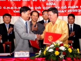 Công ty cao su Điện Biên đầu tư trồng 1.000ha cao su tại Bắc Lào