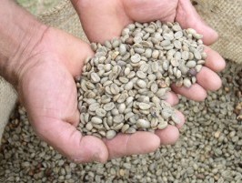 Giá chào bán cà phê Robusta Việt Nam trên thị trường thế giới tăng mạnh