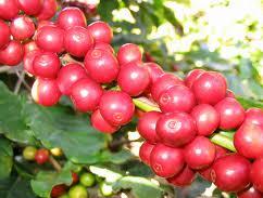 Giá cà phê Robusta bất ngờ giảm mạnh