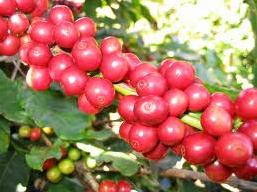 Giá cà phê Robusta tăng 600 nghìn đồng/tấn