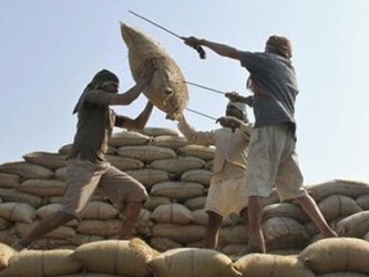 Ấn Độ tăng mạnh giá thu mua lúa gạo khi được mùa