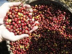 Giá cà phê Robusta tăng 1% cả tuần