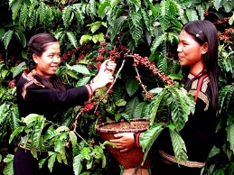 Cà phê Việt trước cơn bão FDI