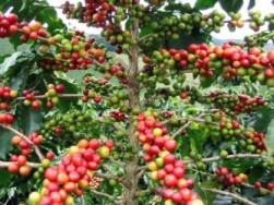 Giá Arabica tăng trên 3% cả tuần do Brazil giảm thu hoạch