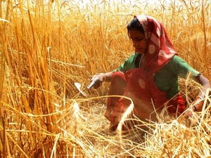 Ấn Độ có kế hoạch xuất khẩu hai triệu tấn lúa mỳ