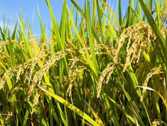 Sản lượng gạo vụ mùa chính của Thái Lan dự báo tăng 22%