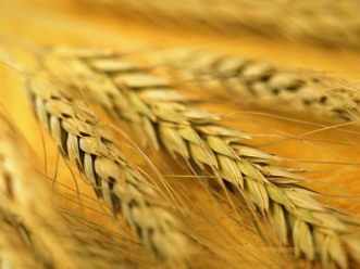 Pháp có thể vượt Mỹ thành nước xuất lúa mỳ lớn nhất thế giới năm 2012
