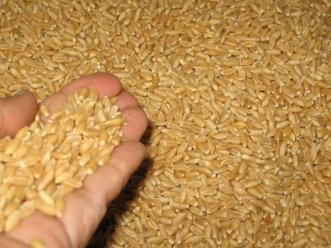 Dự trữ lúa mỳ toàn cầu có thể xuống thấp nhất 4 năm niên vụ 2012-2013